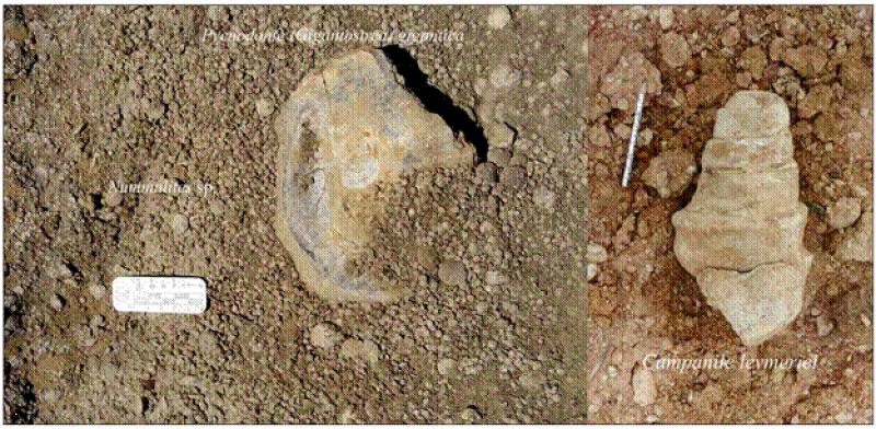 28-10 Çankırı-Çorum Havzası Eosen-Oligosen Stratigrafisi ve Paleocoğrafyası