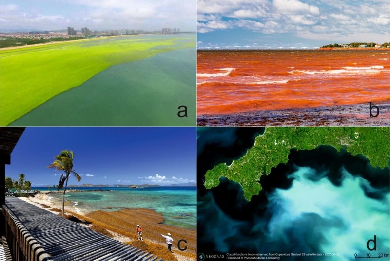 8-Denizlerdeki aşırı alg çoğalmaları; müsilaj, deniz salyası, dünya denizlerinden örnekler, sorunlar ve fırsatlar